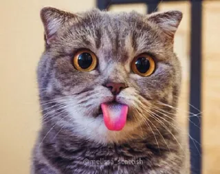 😛 dc22c0de @melissa_scottish 猫, 苏格兰折耳猫, 可爱, 动物, 宠物, 搞笑, 舌头 whatsapp sticker