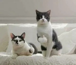 👍 defb96c6 猫, 动物, 赞, 可爱, 宠物 whatsapp sticker