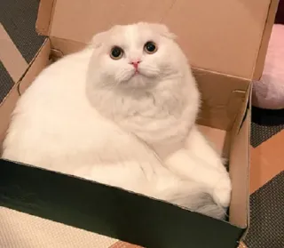 😇 dfe54236 猫, 白猫, 盒子, 可爱, 动物, 宠物 whatsapp sticker