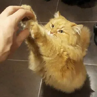 🐾 e3859626 猫, 小猫, 毛茸茸, 动物, 宠物, 橙色, 可爱, 家养 whatsapp sticker