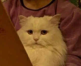 🙁 e53bce70 猫, 白猫, 宠物, 毛茸茸, 可爱 whatsapp sticker