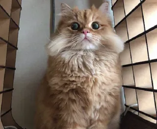 👀 e6259c87 猫, 动物, 宠物, 可爱, 毛茸茸, 家畜 whatsapp sticker