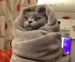 🥐 ea4f11e2 猫, 毯子, 可爱, 动物, 宠物, 包裹, 搞笑 whatsapp sticker