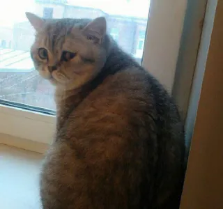 😒 f1fff1e2 猫, 宠物, 动物, 窗户, 家畜, 猫科动物 whatsapp sticker