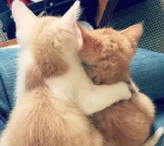 🤗 ff20579c 小猫, 猫, 拥抱, 可爱, 动物, 友谊, 爱意 whatsapp sticker