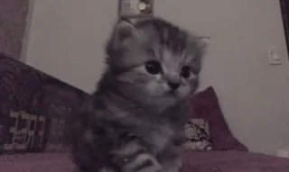 🥺 0673a960 子猫, 猫, 動物, ペット, 可愛い, 家畜, 小さい猫 whatsapp sticker