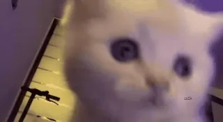 👀 0acbfcfe 猫, 子猫, 白猫, 可愛い, 動物, ペット whatsapp sticker