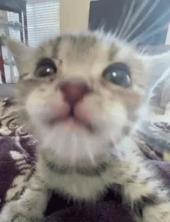 😋 0dad50a8 子猫, 猫, ペット, かわいい, 動物, ネコ科 whatsapp sticker