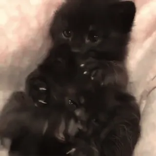 😁 2013fd40 子猫, 猫, 黒猫, かわいい, 動物, ペット whatsapp sticker