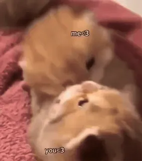 🥰 2ca2548b me<3
you<3 ハムスター, 愛, かわいい, 動物, ペット whatsapp sticker