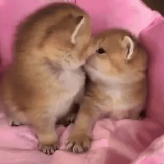 🥰 41cc6ecf 子猫, 猫, かわいい, 動物, ペット whatsapp sticker