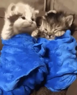 🥺 5290b6cf 子猫, 猫, かわいい, 動物, ペット, 毛布, 睡眠, 家畜 whatsapp sticker