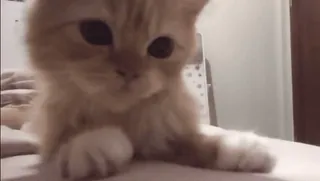 😋 6d9f212f 猫, 子猫, ペット, 動物, 可愛い, 愛らしい whatsapp sticker