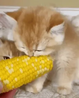 @asewac @asewac @asewac whatsapp stickers