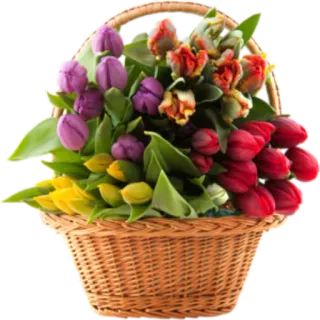 🌺 5747e27f 花, 郁金香, 篮子, 花艺, 春天, 花束 whatsapp sticker