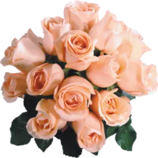 🌺 e1d5b5d9 花, 玫瑰, 花束, 桃子, 花卉, 花艺, 自然, 礼物 whatsapp sticker