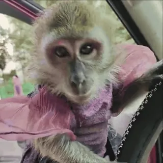 🤨 0e6dd0da khỉ, động vật, lái xe, xe hơi, dễ thương, thú cưng, linh trưởng telegram sticker