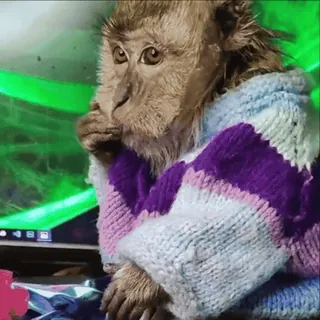 😵‍💫 16b6afe8 khỉ, động vật, áo len, dễ thương, linh trưởng, hài hước telegram sticker