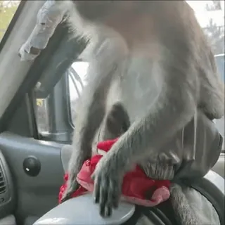 😝 61eab3e2 khỉ, xe hơi, động vật, xe, dễ thương telegram sticker