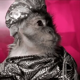 😎 759d1475 khỉ, động vật, trang phục, mũ, động vật có vú telegram sticker