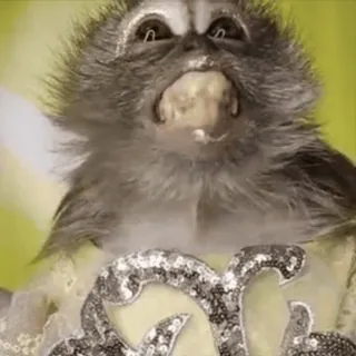 😀 7f840ee6 khỉ, dễ thương, động vật, nhãn dán, vui nhộn telegram sticker