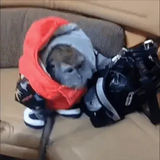 🗿 7fda241b khỉ, động vật, quần áo, động vật có vú, linh trưởng, ngoài trời telegram sticker