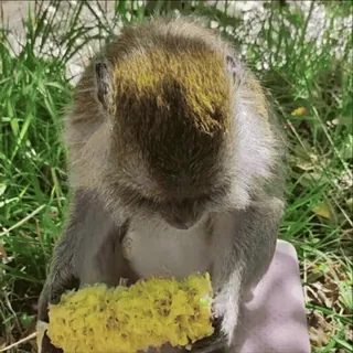 🌽 a057a880 khỉ, ăn, bắp, động vật, động vật hoang dã, thiên nhiên telegram sticker