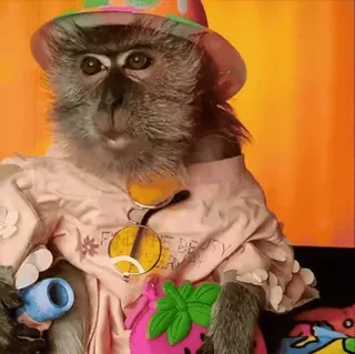😎 d651073a FOREVER BEAUTY BE BRIGHT khỉ, động vật, dễ thương, mũ, kính, hài hước, trang phục telegram sticker