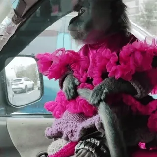 😎 fa4422be khỉ, động vật, xe hơi, lái xe, quần áo, dễ thương, hài hước, động vật có vú telegram sticker