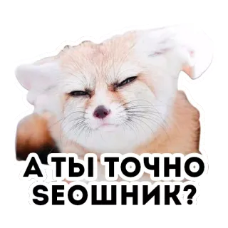 🤔 601d74eb А ТЫ ТОЧНО SEOШНИК? rubah fennec, rubah, hewan, imut, seo, pertanyaan whatsapp sticker