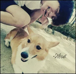 🌪 a200ac25 DOBACK 狗, 柯基, 朋友, 微笑, 宠物, 动物 whatsapp sticker