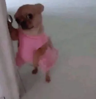 🌟 49fce6bb 犬, チワワ, ドレス, 可愛い, 動物 telegram sticker