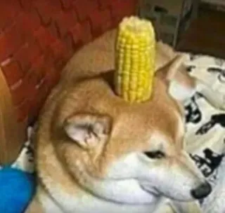 гав [@pydttdy] :: @fStikBot whatsapp stickers