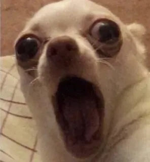 🌟 71eb2376 犬, チワワ, びっくり, 怖い, 口を開ける telegram sticker