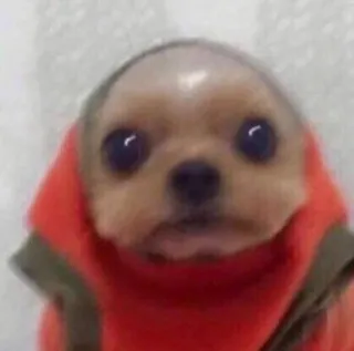 🌟 c13e1d4f 犬, チワワ, パーカー, かわいい, ミーム telegram sticker