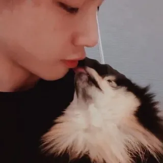 😚 0bf73f43 Kuss, Hund, Haustier, Zuneigung, Tier telegram sticker