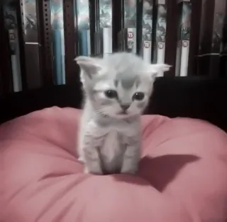 🐾 9116d946 Kätzchen, Katze, süß, Haustier, Tier telegram sticker