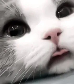 🐾 e0cc6026 Katze, Tier, süß, Haustier, Haustier, Zunge raus telegram sticker