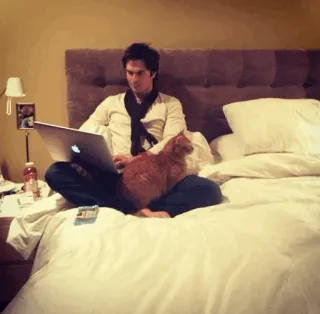 😎 97582af9 pria, kucing, laptop, tempat tidur, dalam ruangan, kamar whatsapp sticker