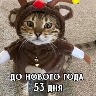 🎄 34b3cd4a ДО НОВОГО ГОДА 53 дня mèo, động vật, trang phục tuần lộc, giáng sinh, ngày lễ, năm mới, vui nhộn telegram sticker