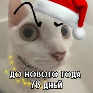 🎄 55e67da0 ДО НОВОГО ГОДА 78 ДНЕЙ mèo, năm mới, giáng sinh, nga, mũ ông già noel, ngày đến năm mới telegram sticker