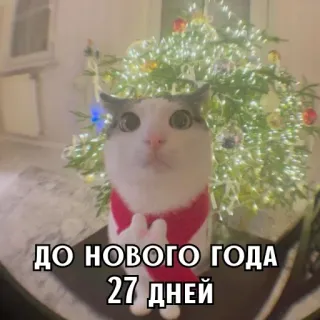 🎄 80c538e9 ДО НОВОГО ГОДА 27 дней mèo, giáng sinh, năm mới, ngày lễ, đếm ngược telegram sticker