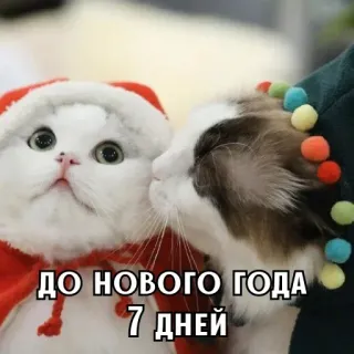 🎄 c6807ccb ДО НОВОГО ГОДА 7 ДНЕЙ năm mới, mèo, mùa đông, kỳ nghỉ, lễ kỷ niệm telegram sticker