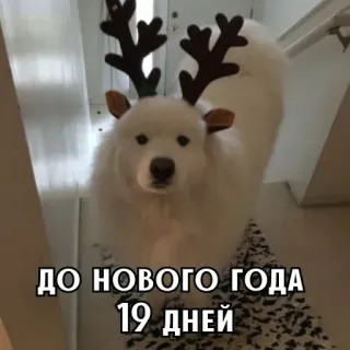 🎄 d369be59 ДО НОВОГО ГОДА 19 ДНЕЙ chó, giáng sinh, năm mới, tuần lộc, chó Samoyed, mùa đông, kỳ nghỉ, nga telegram sticker