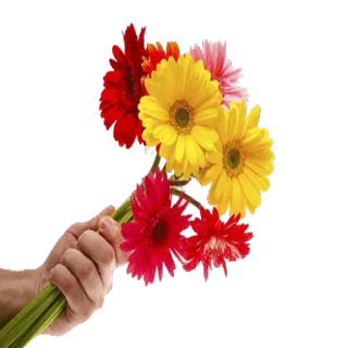 💐 501b7172 kwiaty, bukiet, ręka, gerbery, prezent telegram sticker