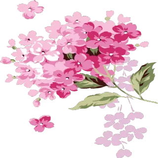 🌺 93274db8 kwiaty, kwiatowy, różowy, hortensja, kwiat, wiosna telegram sticker