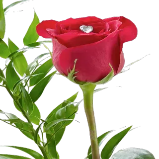 🌺 9b9223a3 kwiat, róża, czerwony, serce, walentynki telegram sticker