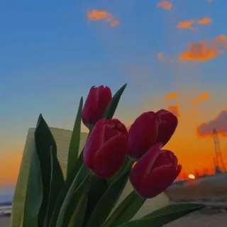 ❤️ ad74668d 튤립, 꽃, 자연, 일몰, 빨간색, 꽃다발 telegram sticker