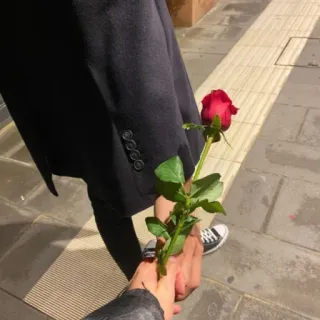 ❤️ c33f1e8d 장미, 꽃, 선물, 사랑, 로맨스, 손, 주는 telegram sticker