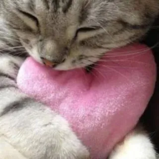 💗 d9a4f543 고양이, 하트, 동물, 귀여운, 사랑 telegram sticker